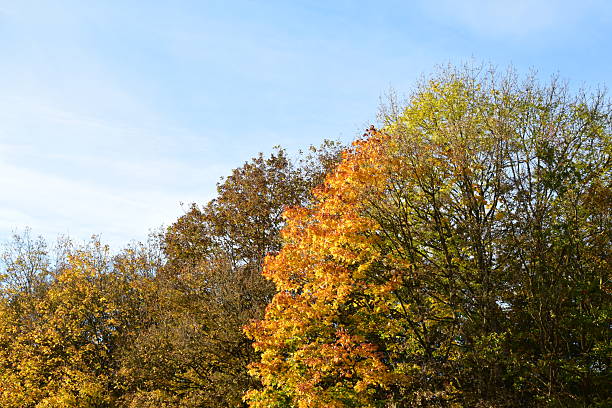istock colorful autumn trees in the evening sun 2224910163