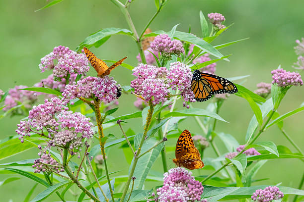 Three butterflies perching on colorful flowers.