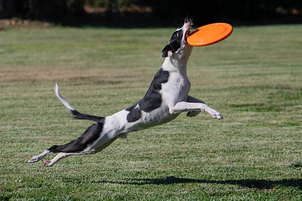 istock Black and white dog catching an orange disk 2224912942