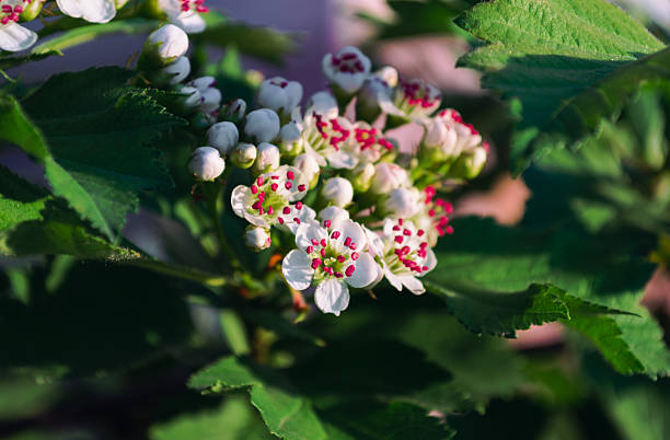 Close-up of white flowers with striking red stamens blooming among green leaves, illuminated by natural sunlight