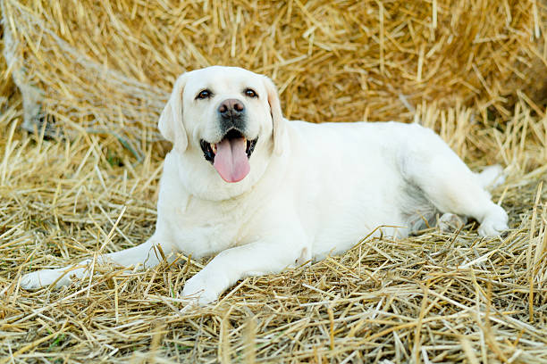 Large brown dog standing on top of rolled hay bale on beautiful summer farm in tranquil countryside