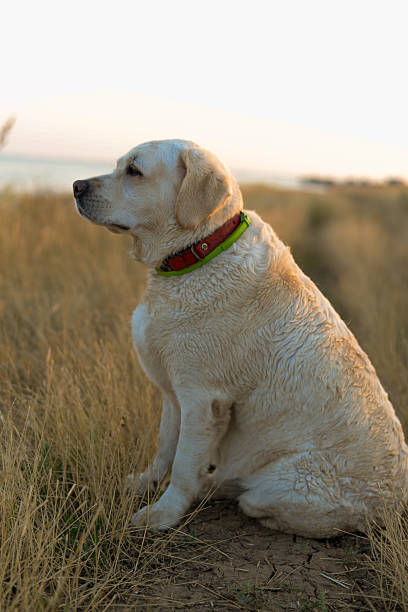 istock A white Labrador sits against the sky and a yellow field 2224919453