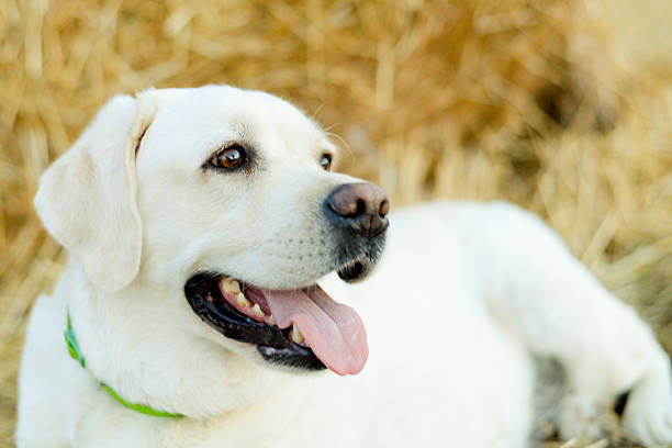 The white Labrador is lying in the hay