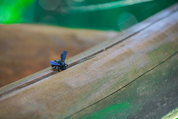 Carpenter bee building a nest in deadwood (lat. Xylocopa), North Rhine-Westphalia, Germany