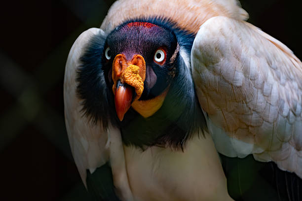 Portrait male Andean condor on a steep cliff. Condor is a national symbol of Argentina, Bolivia, Chile, Colombia, Ecuador and Peru and plays an important role in the folklore and mythology of the South American Andean countries.