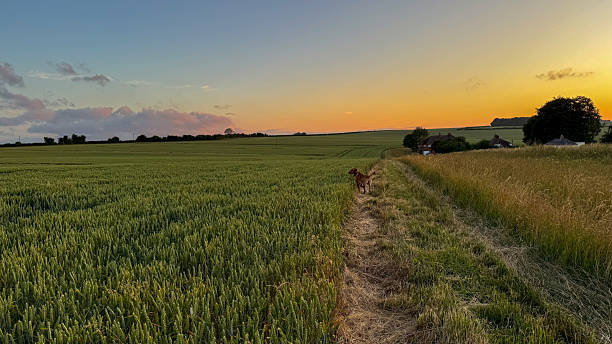 istock Golden fields stretch under the vast sky as a dog joyfully explores the path at sunset in a peaceful English countryside landscape 2224921959