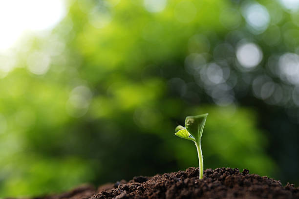 istock Small pumpkin sprout with water droplets 2224923453
