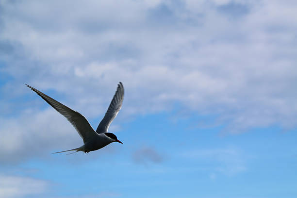 A close up of an Arctic Tern in flight