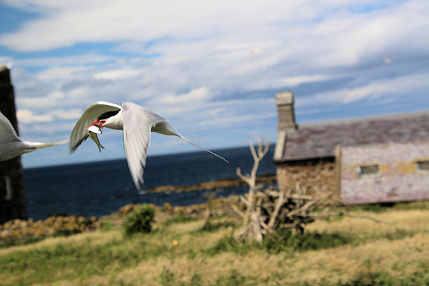 A close up of an Arctic Tern in flight