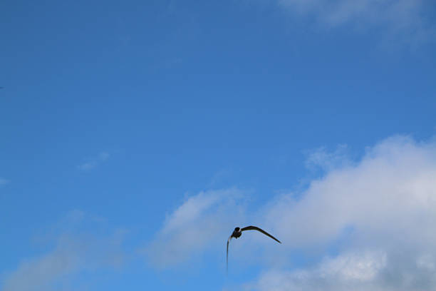 A close up of an Arctic Tern in flight