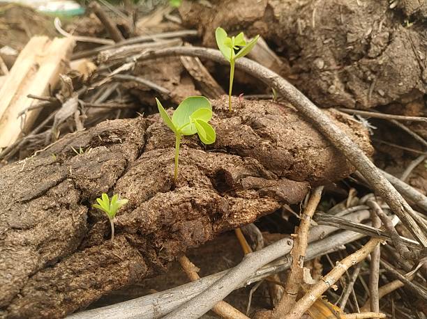 istock New Plant growth on animal dung 2224927351