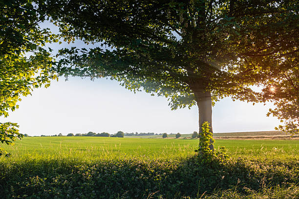 Beautiful view of the field In this pictures you can see the trees field sky.