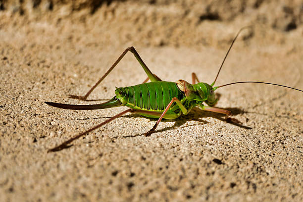 istock Female Saddle-backed Bush-cricket 2224927990
