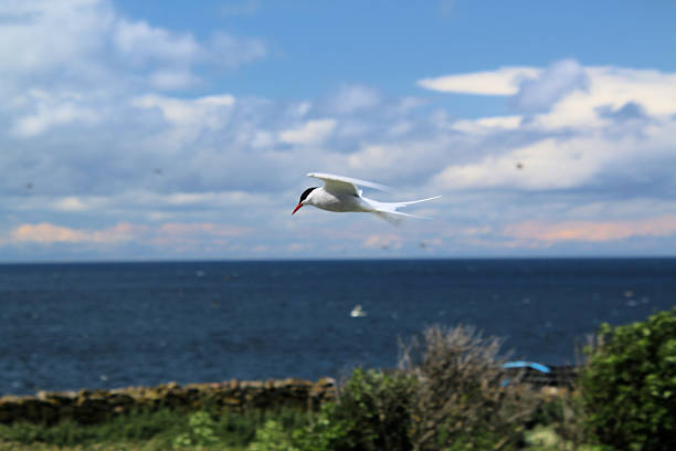 A view of an Arctic Tern in flight