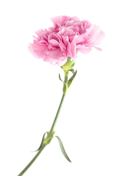 istock Carnation flowers from Equador 2224929606