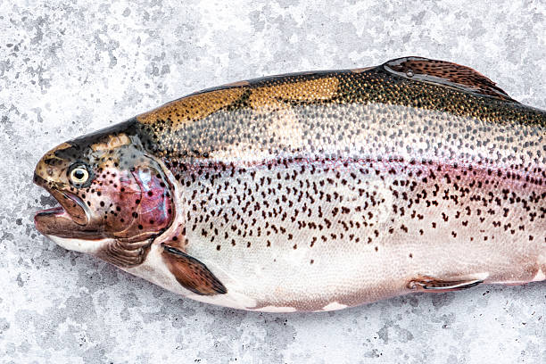 istock Fresh rainbow trout on grey table background, ready for cooking, top view 2224930257