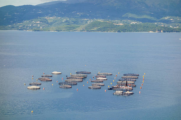 istock Farms for growing oysters and mussels on the sea. Panoramic view. 2224932132