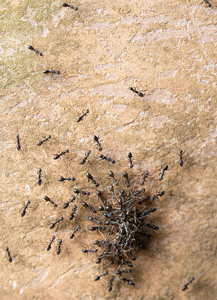 istock Group of ants carry prey 2224932364