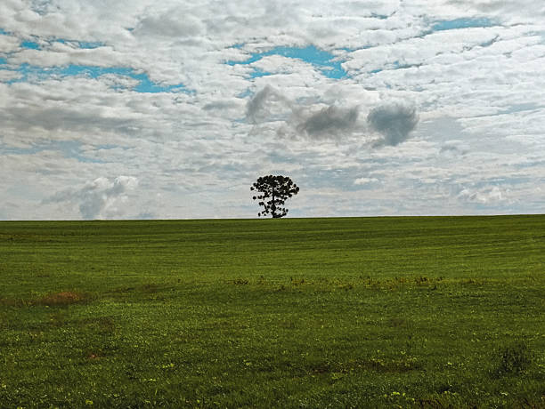 istock Araucaria tree alone in a ryegrass field 2224933881