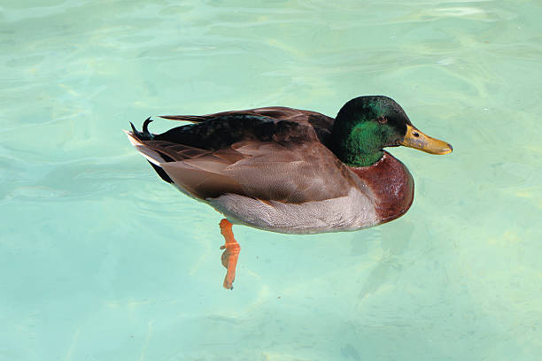 istock Duck swimming gracefully in clear turquoise water 2224935123