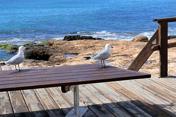 Two white birds are seen perched on a weathered wooden bench near the coastline, overlooking the tranquil sea. The inviting scene captures the essence of coastal life, offering a moment of peace and tranquility in nature. This image reflects the harmonious relationship between wildlife and their environment.