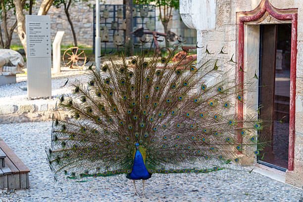 istock A beautiful peacock spreading wings 2224936089