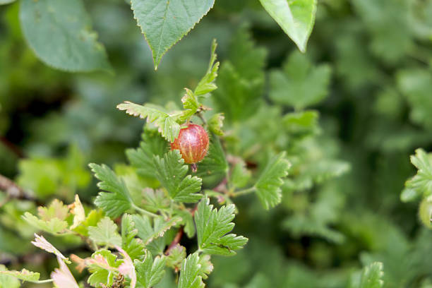 A small green fruit is hanging from a tree. The fruit is round and has a stem