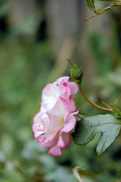 A beautiful rose with soft pink edges and a white center, showcasing its intricate petals and natural elegance in a garden setting.