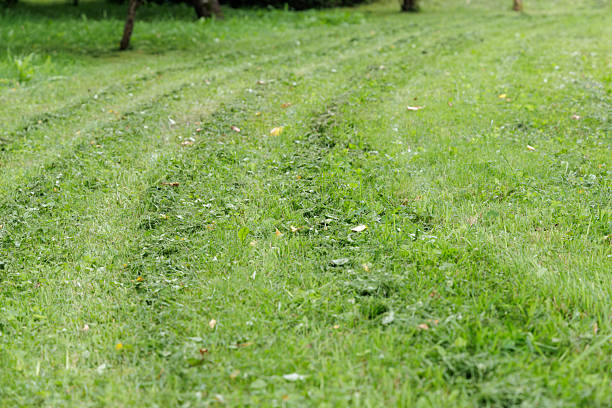 A lush green lawn with visible mow lines and clippings, showcasing a neatly maintained garden space and the freshness of a summer day.