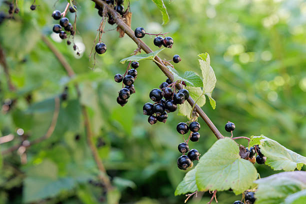 A branch heavily laden with glossy, ripe blackcurrants among fresh green leaves, signifying a plentiful harvest and natural goodness.