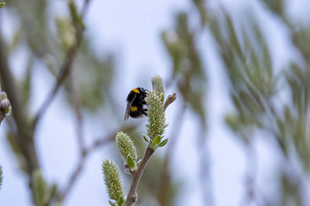 A Buff?tailed Bumble Bee foraging on wildflowers at Baldoyle Racecourse, Dublin. Pollinates plants, feeds on nectar and pollen in grasslands and gardens.