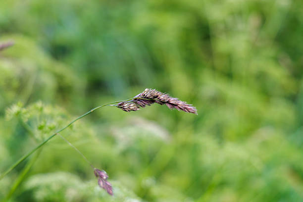 single red fescue in spring on a meadow, close-up view