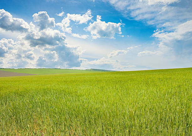 istock Spring bright wheat field and white clouds in sky. 2224940303