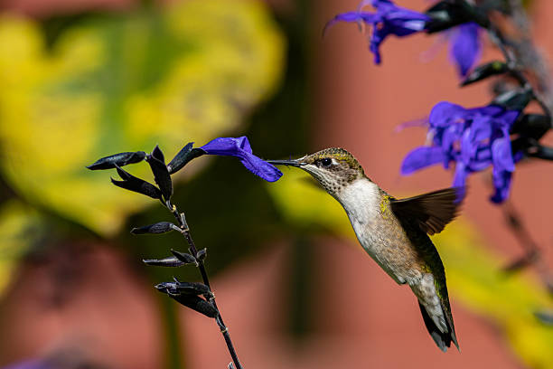 istock Ruby-throated hummingbird getting nectar from purple Salvia flower. 2224942904