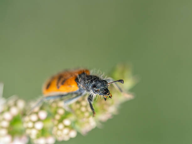 Beetle, Astylus trifasciatus