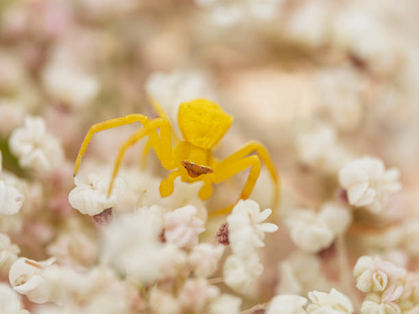 Yellow crab spider, Thomisus onustus
