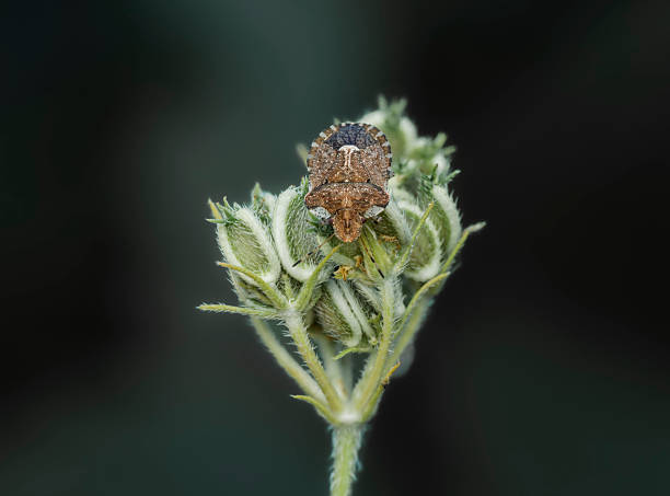 Close-up of a bed bug, Dolycoris baccarum