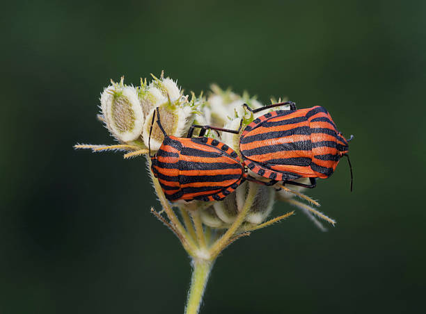 Close-up of a Chinche lineatum on a flower