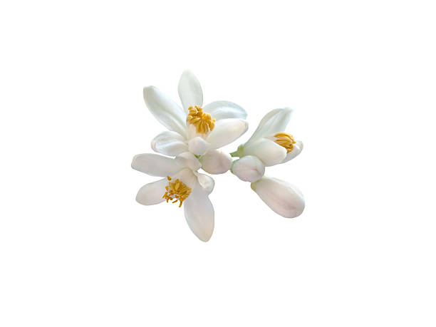istock Orange tree flowers and buds bunch isolated on white background. Citrus sinensis flowering plant. 2224943384