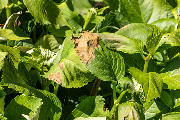 Hydrangea Leaves Damaged by Sun and Heat Stress
