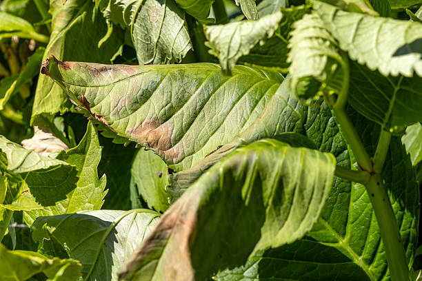 istock Hydrangea Leaves Damaged by Sun and Heat Stress 2224943858