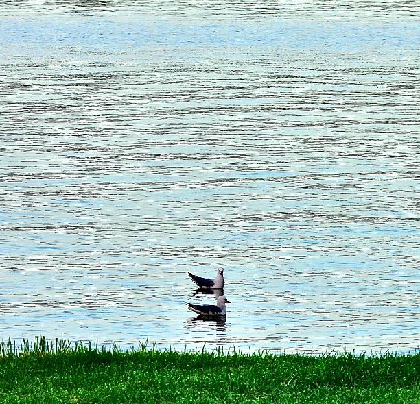 Two Red Billed Gulls swimming side by side on the waters edge which has blue from the sky reflected onto it at post sunrise, and hour after at a beach in East Auckland