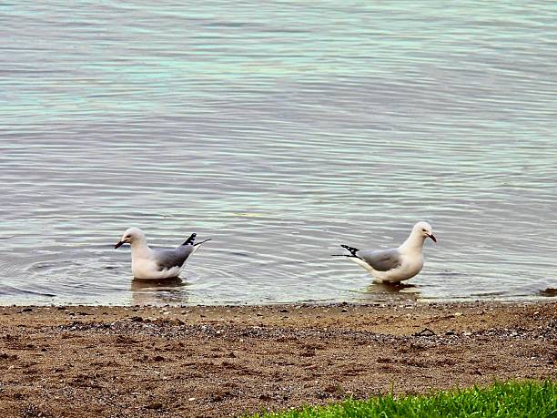 Two Red Billed Gulls with their backs to each other as one sits and one stands at the waters edge.  The water has soft purple and blue tones on it reflected from the sky during post-sunrise, an hour afterwards at a beach in East Auckland