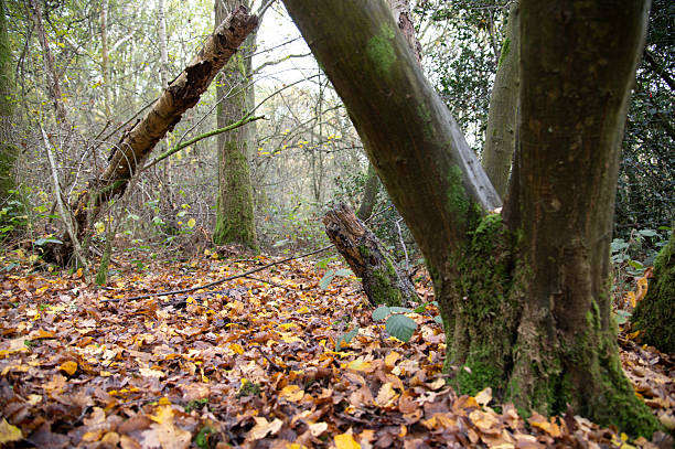 The path hints at the gentle progression of autumn, with a subtle mix of green and brown tones.