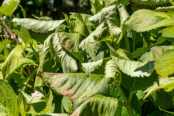 istock Hydrangea Leaves Damaged by Sun and Heat Stress 2224944933