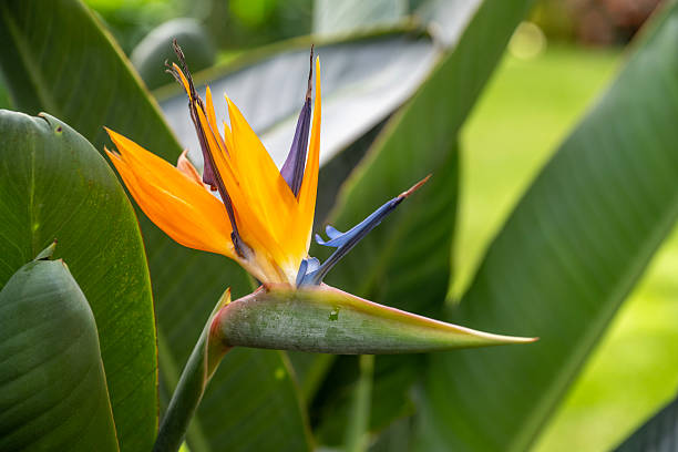 Bird-of-Paradise flower