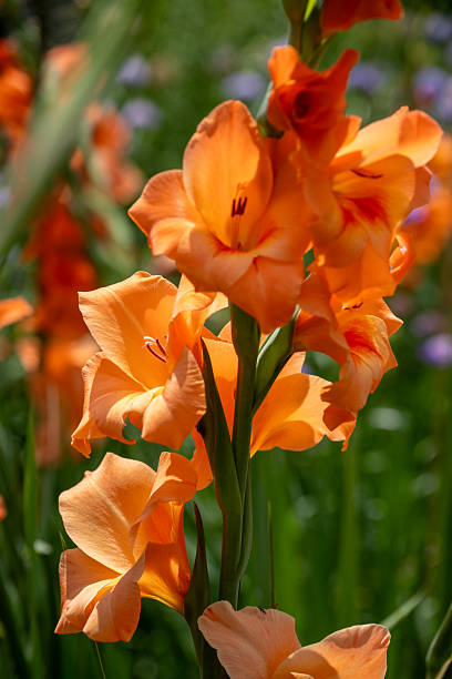 Blooming gladiolus in Summer garden