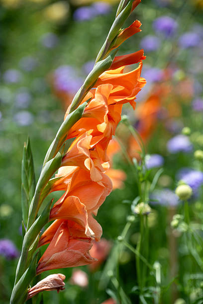 Blooming gladiolus in Summer garden