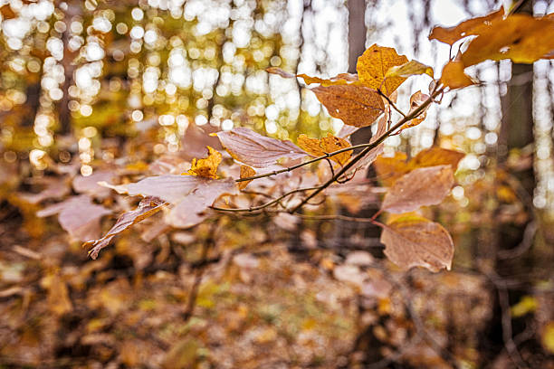 An artistic capture of fall foliage with warm sunlight filtering through woodland trees, evoking seasonal warmth and serenity.