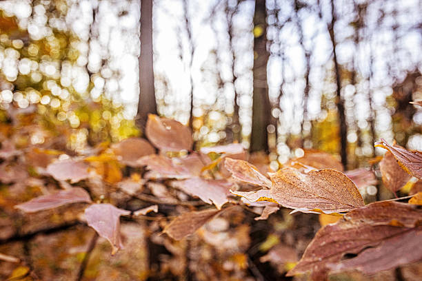 Rustic autumn atmosphere showcasing close-up dry leaves with a blurred forest background, emphasizing detailed textures, warmth, and natural tones. Ideal for seasonal, nature, and mood-centered creative projects.